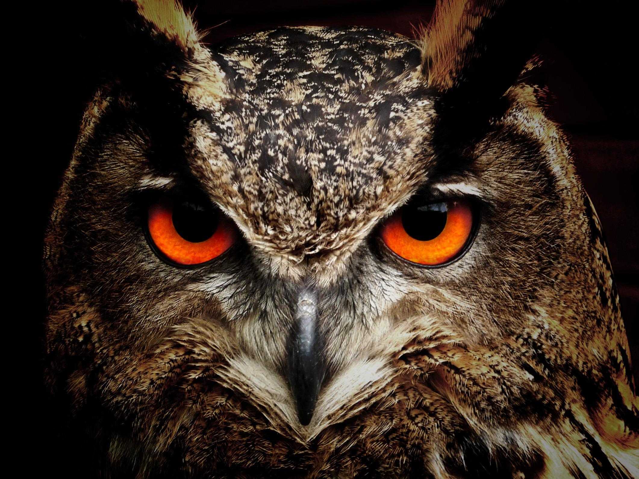 owl-50267.jpg