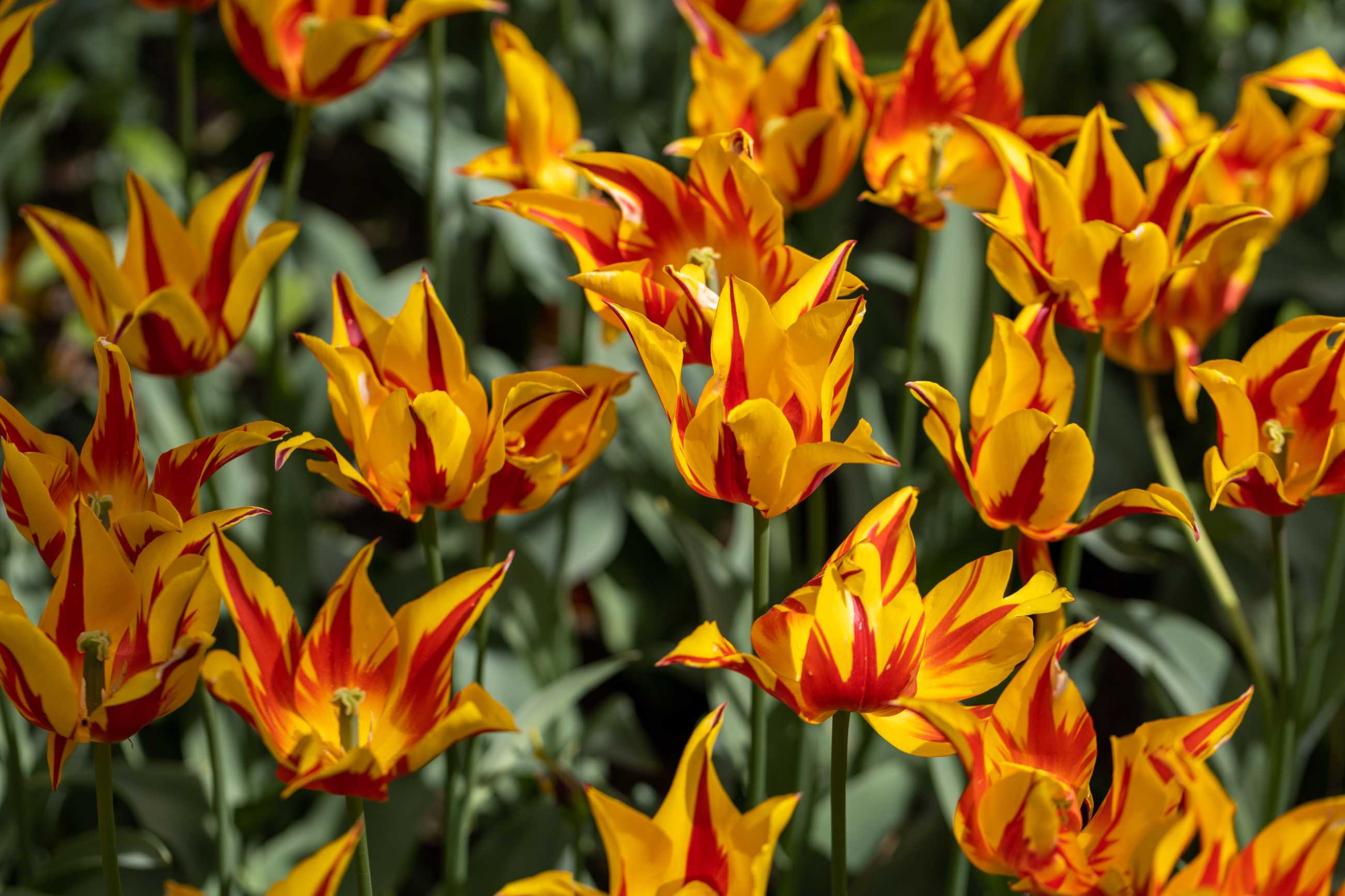tulips-7192345.jpg