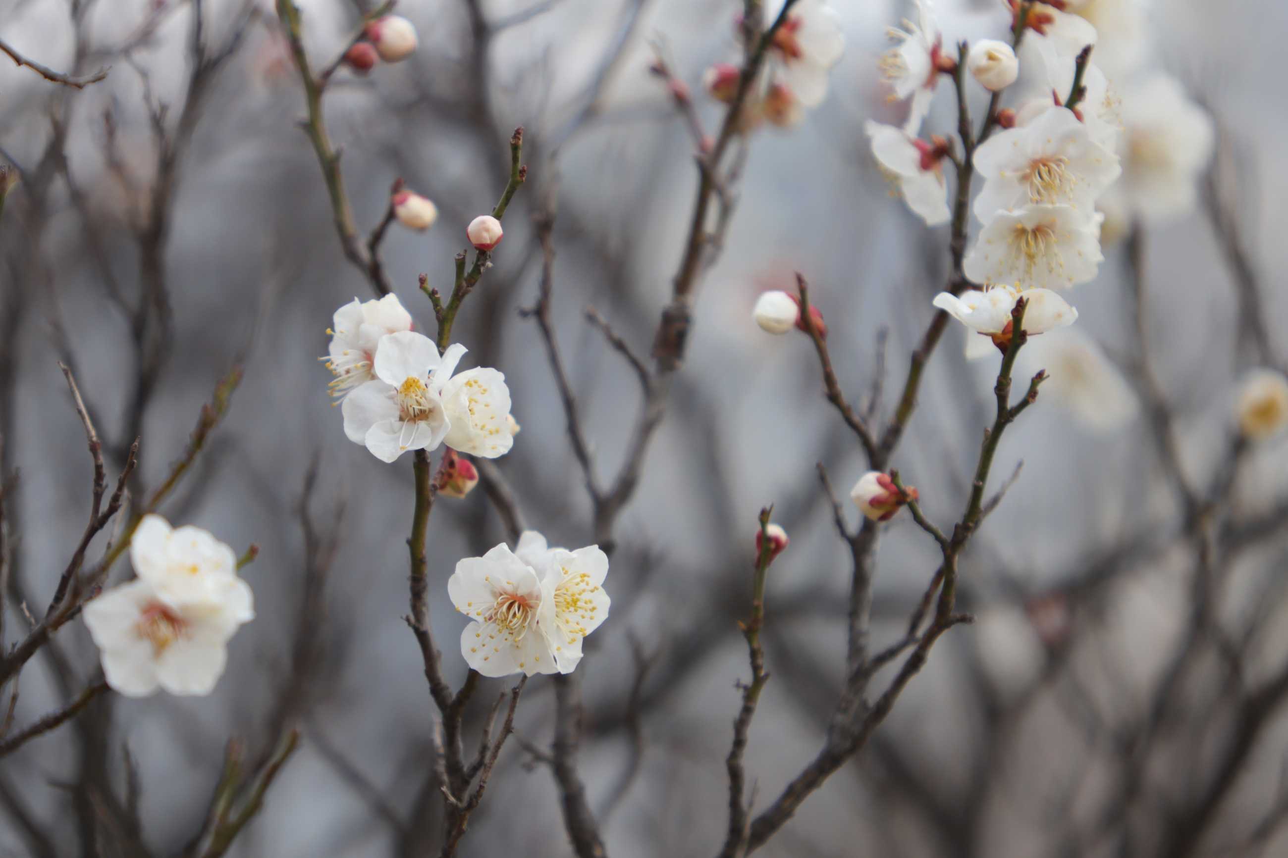 plum-blossoms-7129237.jpg